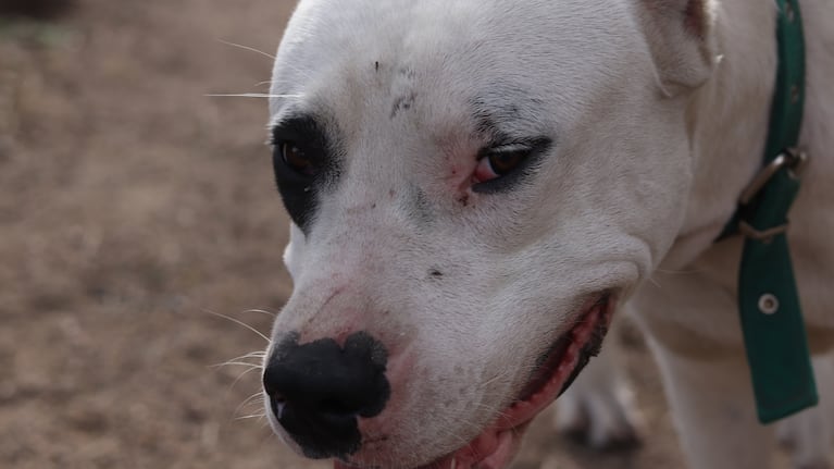 El dogo tiene la capacidad de seguir respirando mientras muerde, por lo que difícilmente suelte a su presa.
