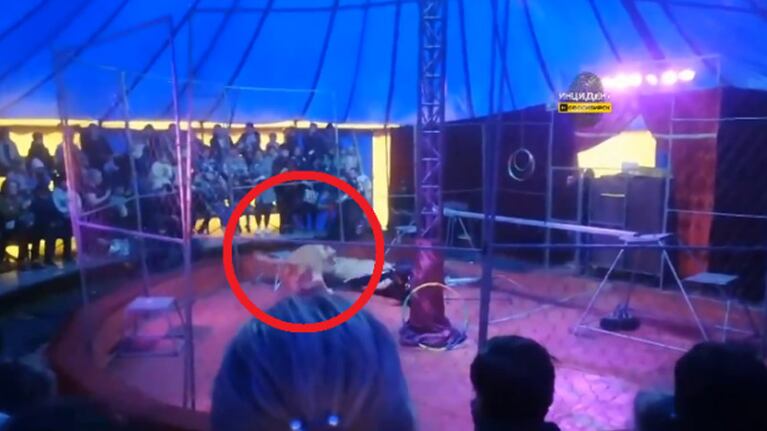 El domador sufrió heridas en sus brazos y piernas.