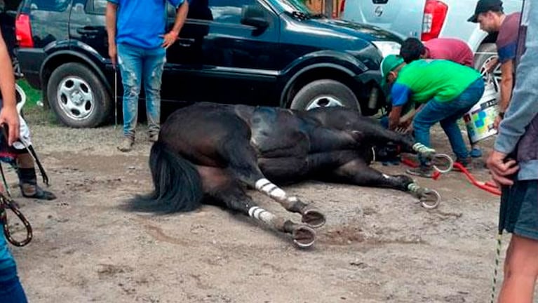 El domingo murieron dos caballos en el Hipódromo de San Francisco.