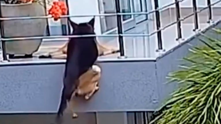 El dramático momento con el perro colgando en el balcón.