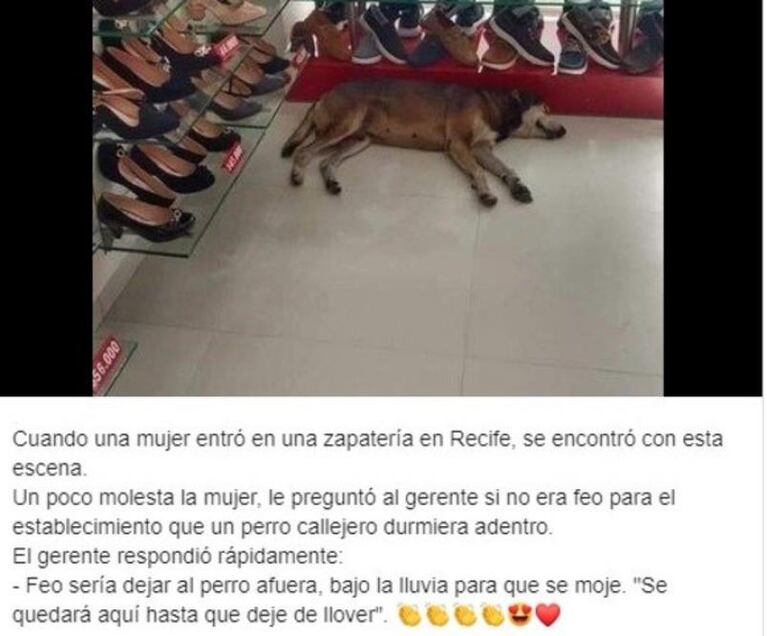 El dueño de una zapatería le dio refugio a un perro de la calle, pese a las quejas de los clientes