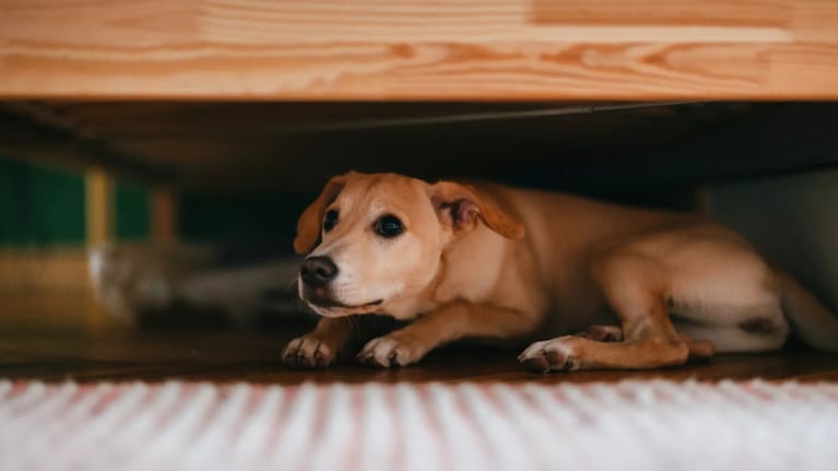 El efecto de la pirotecnia en los animales.