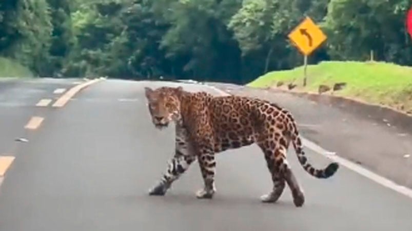 El ejemplar fue visto en la ruta que conduce a las Cataratas del Iguazú del lado brasilero.