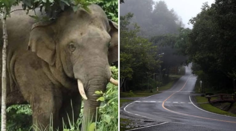 El elefante atacó al hombre y lo mató en el acto.