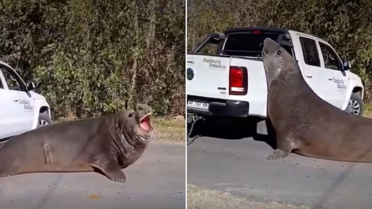 El elefante marino cortó el tránsito en la localidad bonaerense de Ensenada.