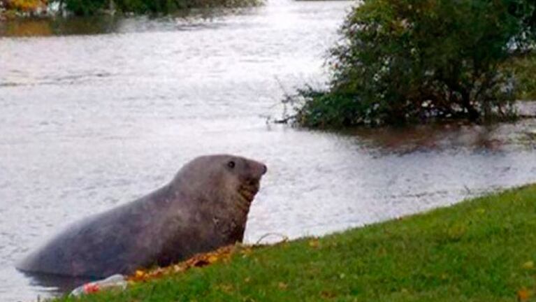 El elefante marino sorprendió a los que paseaban por la costanera de la ciudad entrerriana.