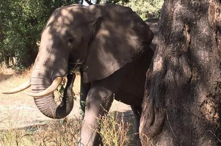 El elefante que pidió ayuda tras recibir un disparo en la cabeza