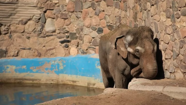 El elefante Tami en el zoológico de Mendoza.
