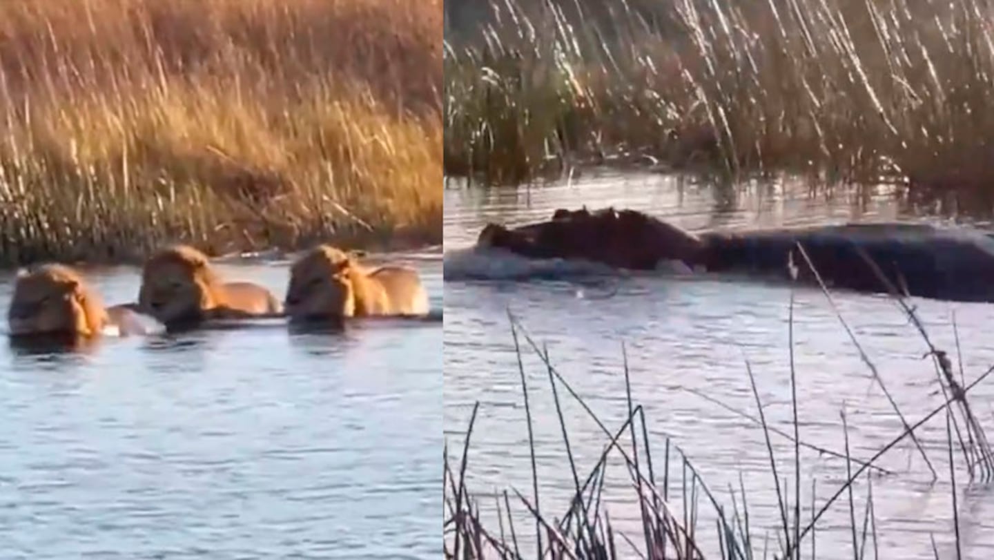 El encuentro entre tres leones y un hipopótamo.
