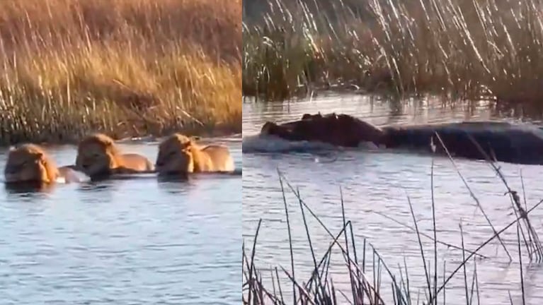 El encuentro entre tres leones y un hipopótamo.