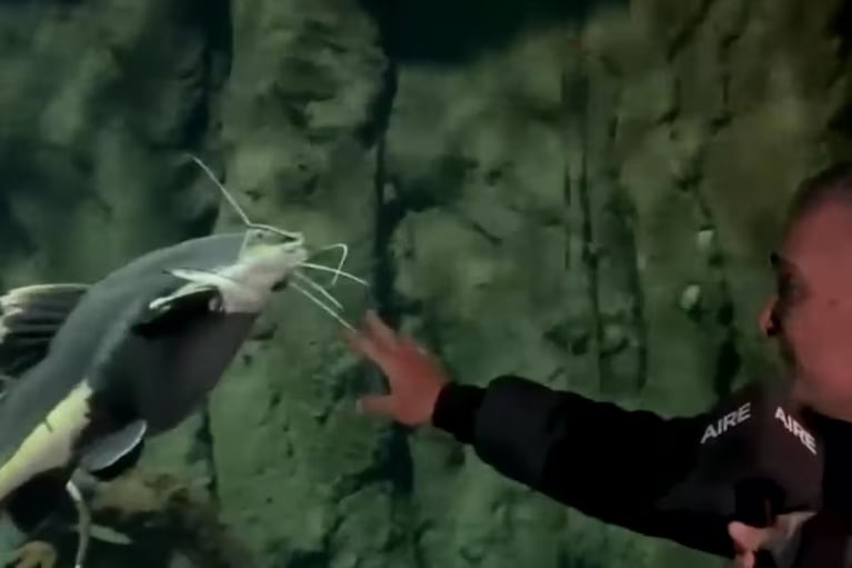 El encuentro entre un Pez Gato y un hombre.