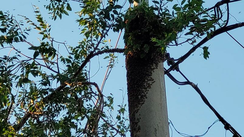 El enjambre de abejas en el poste de luz. Foto: Fredy Bustos/ElDoce.tv