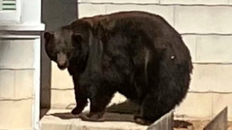 El enorme oso negro fue capturado en California.