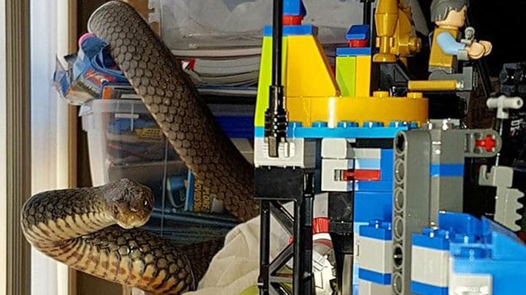 El enorme reptil escondido entre los juguetes de un niño.