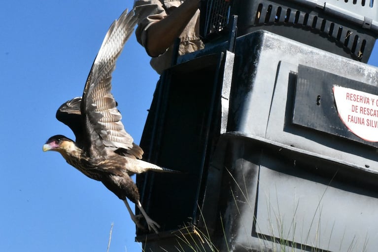 El equipo del Parque de la Biodiversidad liberó aves recuperadas en Córdoba.