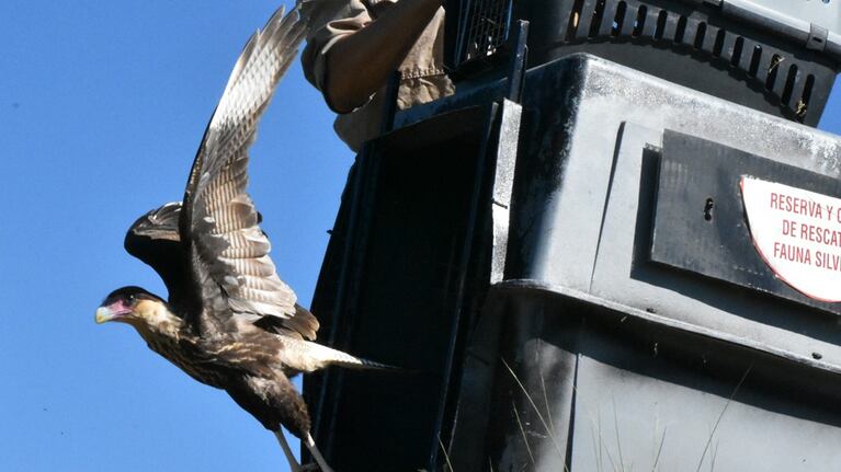 El equipo del Parque de la Biodiversidad liberó aves recuperadas en Córdoba.