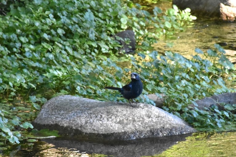 El equipo del Parque de la Biodiversidad liberó aves recuperadas en Córdoba.
