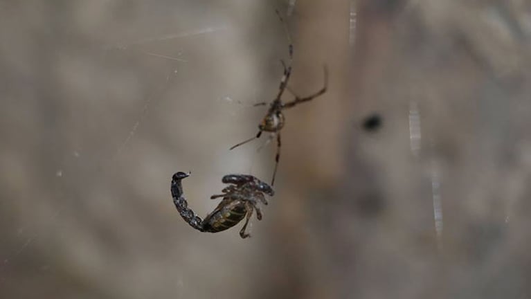 El escorpión y la araña, en una lucha llena de veneno. Foto enviada a El Doce y Vos por Jerónimo.