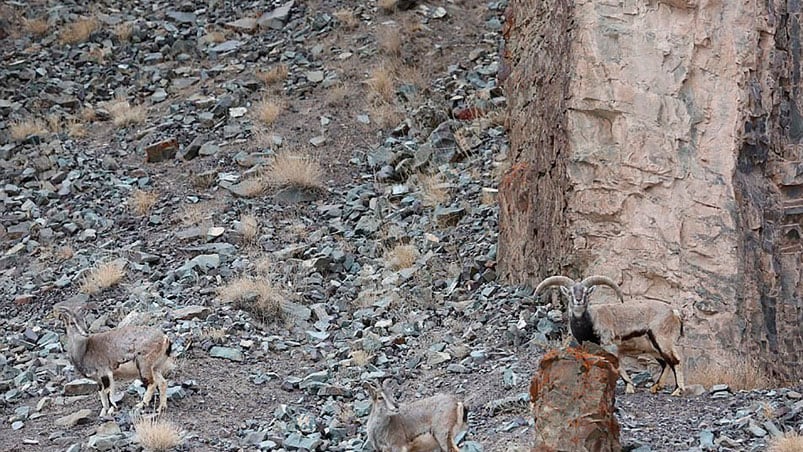 El espectacular camuflaje del leopardo. 