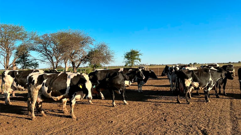 El establecimiento Don Celestino produce a través del cruzamiento de razas de vacas. Foto: Florencia Ferrero/El Doce.