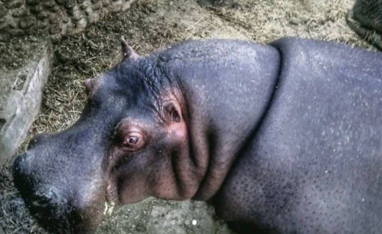 El estado de los hipopótamos del Zoo Córdoba, en el centro de la polémica.