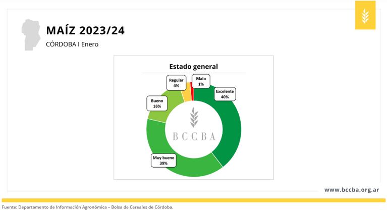 El estado del maíz en Córdoba hasta mediados de enero.