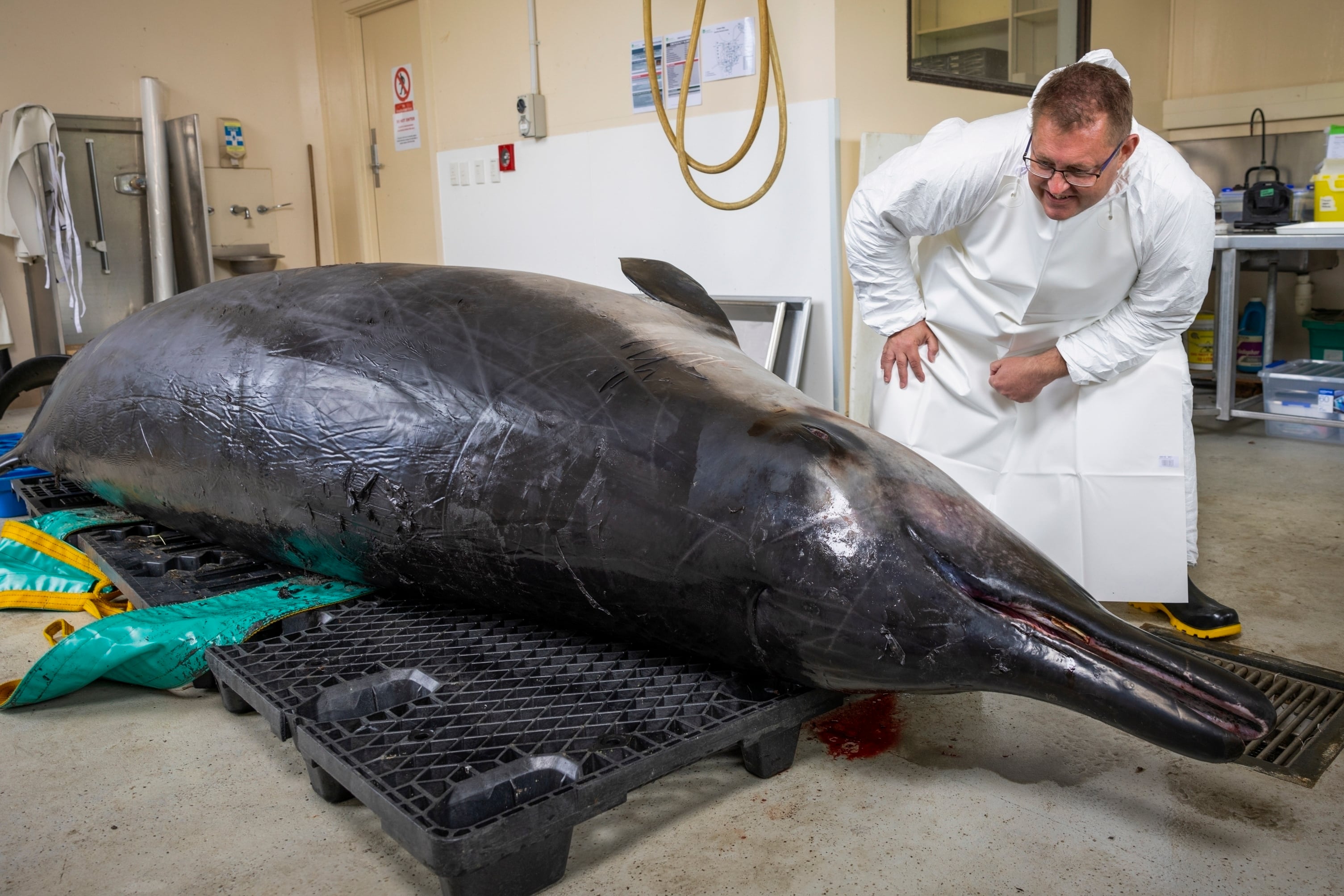 El experto en ballenas zífilo Anton van Helden inspecciona el cadáver de un macho de ballena de dientes de sable en el Centro Agricultural Invermay, en Mosgiel, Nueva Zelanda, el lunes 2 de diciembre de 2024 (AP Foto/Derek Morrison)