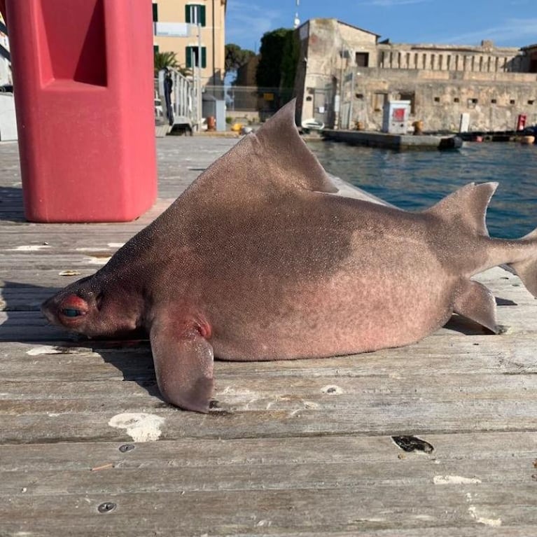 El extraño pez encontrado en una isla: cuerpo de tiburón y cabeza de cerdo