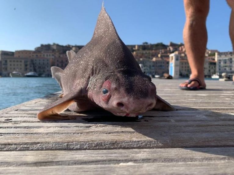 El extraño pez encontrado en una isla: cuerpo de tiburón y cabeza de cerdo