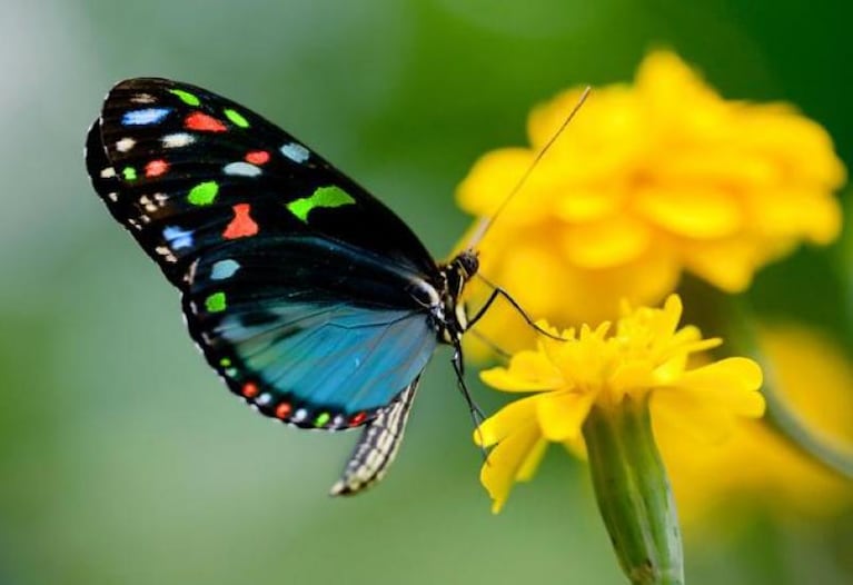 El fascinante mundo de las mariposas