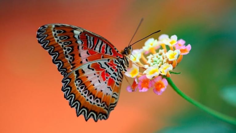 El fascinante mundo de las mariposas