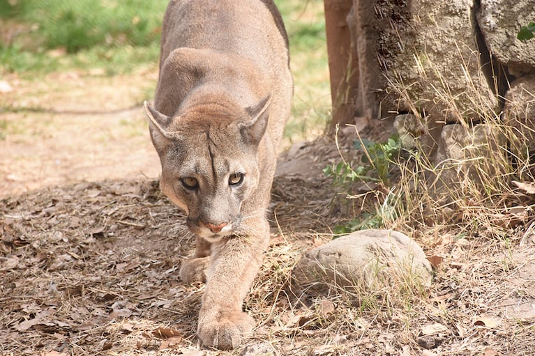 El felino fue captado por la cámara de seguridad de un vecino. Hay preocupación. (Imagen ilustrativa).