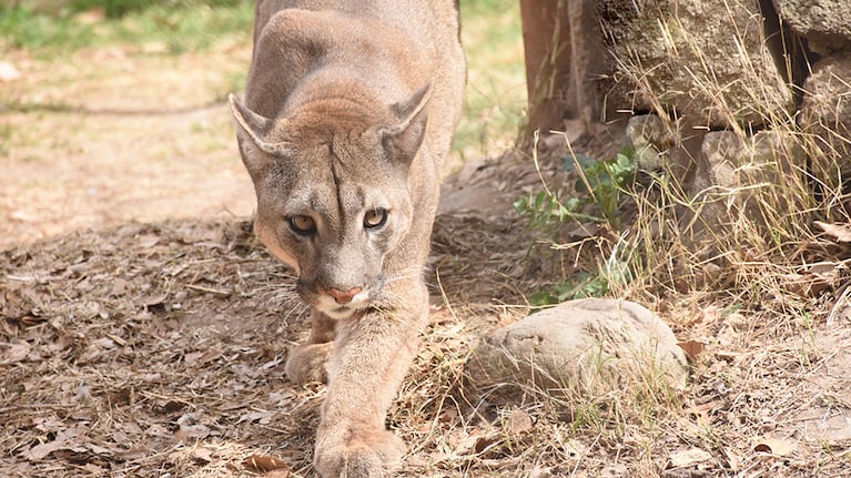 El felino fue captado por la cámara de seguridad de un vecino. Hay preocupación. (Imagen ilustrativa).