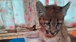 El felino fue encontrado en Italó.