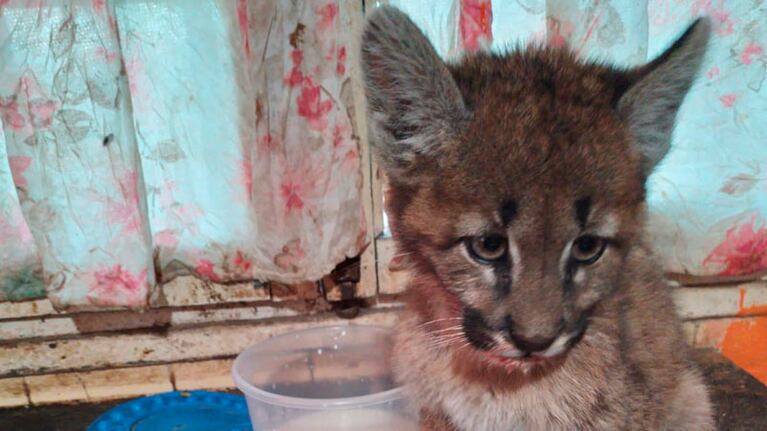 El felino fue encontrado en Italó.