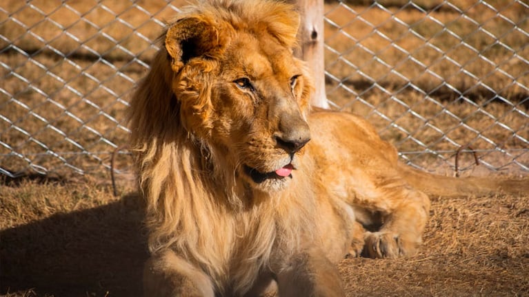 El felino llegó a Córdoba en 2008 junto a dos leonas.