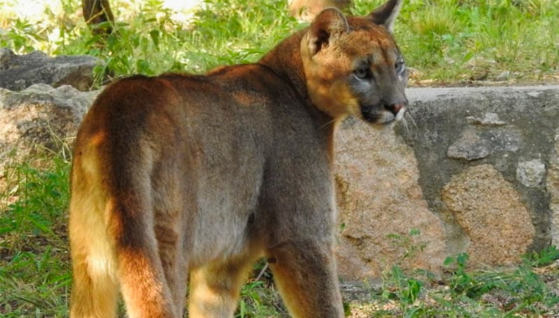 El felino se había instalado en el patio de una casa.