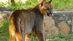 El felino se había instalado en el patio de una casa.