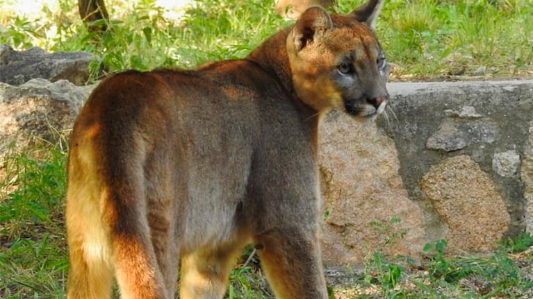 El felino se había instalado en el patio de una casa.