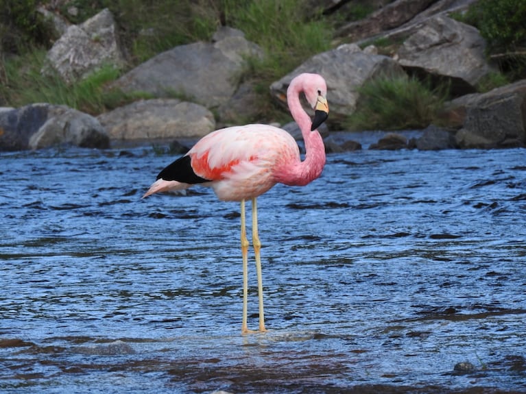 El flamenco en el río Yuspe.