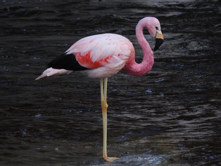 El flamenco en el río Yuspe.