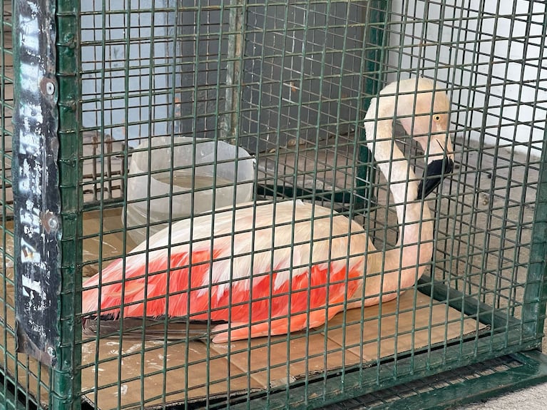 El flamenco fue rescatado en cercanías al Aeropuerto.