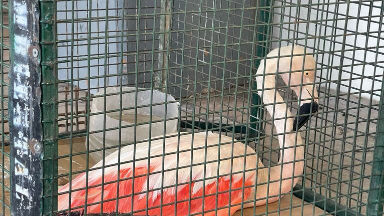 El flamenco fue rescatado en cercanías al Aeropuerto.