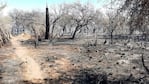 El fuego arrasó con la flora y la fauna típica del norte cordobés.