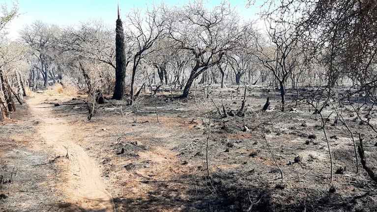 El fuego arrasó con la flora y la fauna típica del norte cordobés.