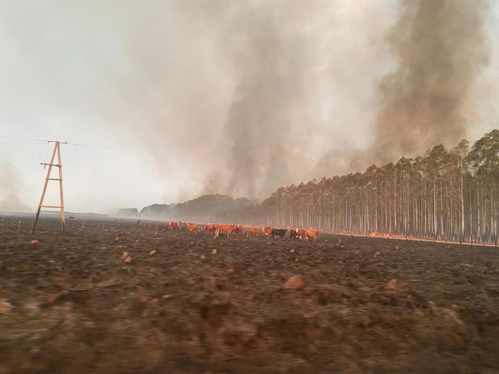 El fuego arrasó con más de 800 mil hectáreas.