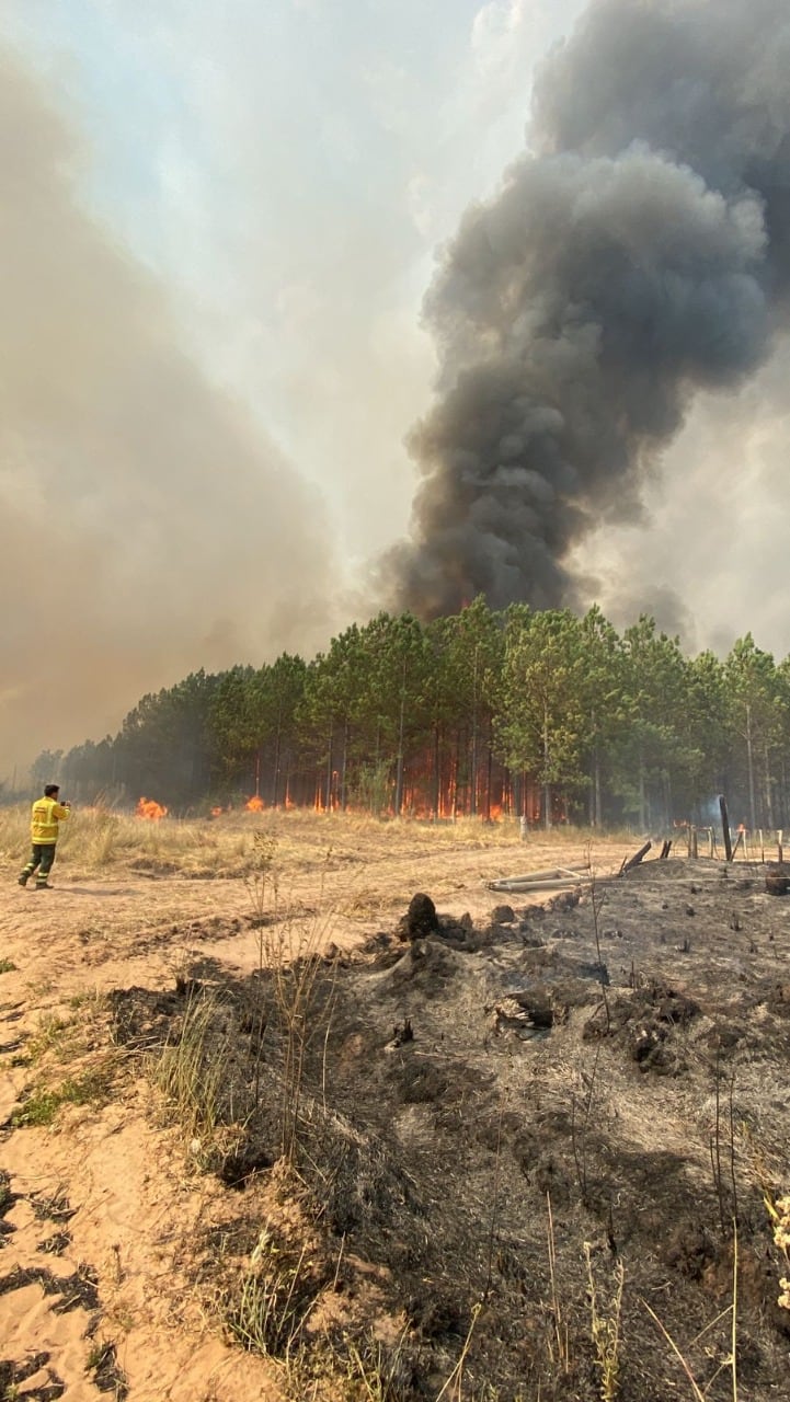 El fuego arrasó con más de 800 mil hectáreas.