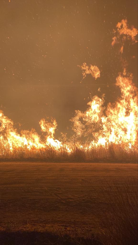 El fuego arrasó con más de 800 mil hectáreas.