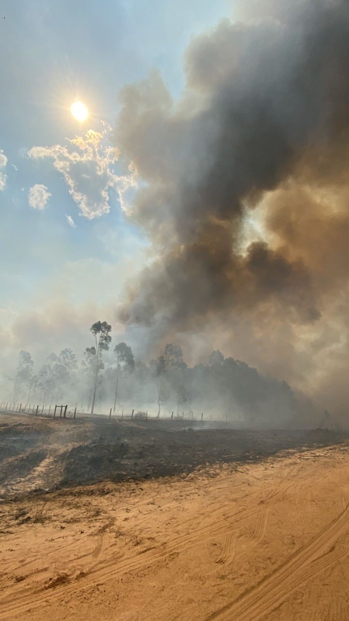 El fuego arrasó con más de 800 mil hectáreas.