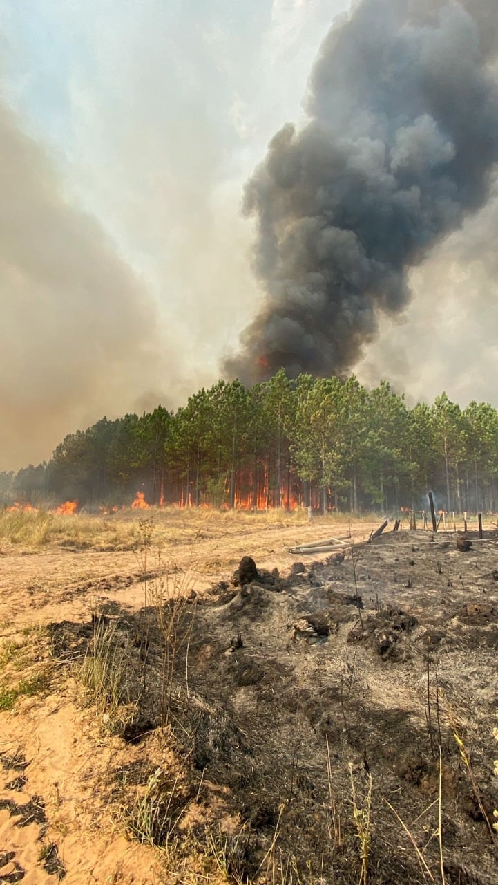 El fuego arrasó con más de 800 mil hectáreas.